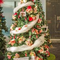 Cystic Fibrosis Association Wellington Branch