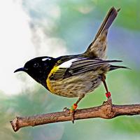 Bushy Park Sanctuary