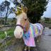 Huia Road Horse Club Incorporated - Paddy's Health Care
