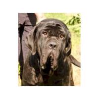 Mastiff Breeds Rescue & Rehoming Charitable Trust 
