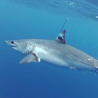 Tindale Marine Research Charitable Trust