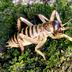 A wētā with a credit card (and some loose change)