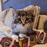 Whangarei Cat Rescue