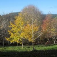 Friends of Roland's Wood Charitable Trust