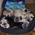 Helping Brenda at New Zealand Pug Rescue