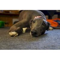 Southland Greyhound Adoption/Greyhounds Down South
