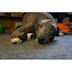 Southland Greyhound Adoption/Greyhounds Down South's avatar