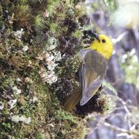 The Mōhua Charitable Trust