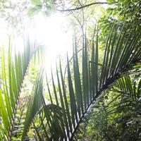 Manawa Karioi Ecological Restoration Project