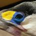 Native Bird Rescue Charitable Trust