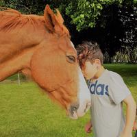 H.E.A.R.T.S. - Horse Equine Alliance Resilience Trauma Support