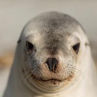 New Zealand Sea Lion Trust