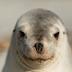 New Zealand Sea Lion Trust