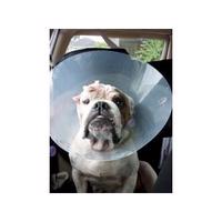 South Auckland Animal Rescue (SAAR)