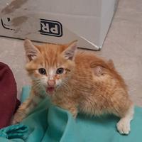 Queenstown Cat Rescue