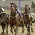 Harness Racing NZ
