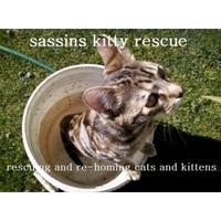 Sassins Kitty Rescue