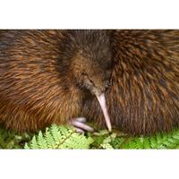 Kiwi Encounter