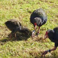 Motutapu Restoration Trust