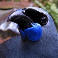 Pirongia Te Aroaro o Kahu Restoration Society