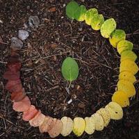 NKRR- Ngā Kaitiaki ō te Rerenga Rauropi