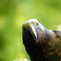 Maungtautari Ecological Island Trust