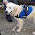 Perfect Partners Assistance Dog Trust