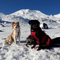 North Island Alpine Search Dogs - Givealittle