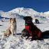 North Island Alpine Search Dogs's avatar