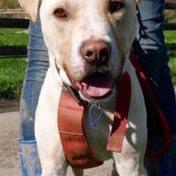 HUHA - Helping You Help Animals Trust