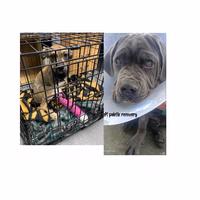 P.A.W.S Animal shelter