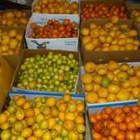 Community Fruit Harvesting