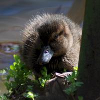 Kotuku Peninsula Charitable Trust