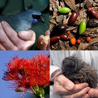 Otanewainuku Kiwi Trust