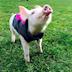 Dot Pig