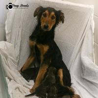 North Taranaki RNZSPCA