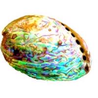 Te Piri Paua Collaboration Project