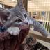 Julies Animal Refuge
