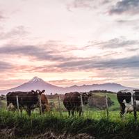 Taranaki Rural Support Trust