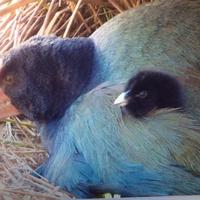 Orokonui Ecosanctuary