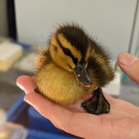 Wellington Bird Rehabilitation Trust