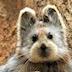 Friends of the Ili Pika's avatar