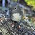 Abel Tasman Birdsong Trust