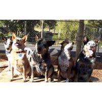 Heeler Rescue Network NZ