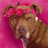 The Hazel The Pitbull Foundation