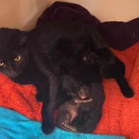 Pixies Animal Rescue Trust