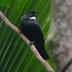 Kapiti Coast Biodiversity Projects Incorporated On Behalf Of Predator Free Kāpiti Coast