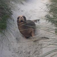 Tomahawk Smaills Beachcare Trust