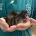 The Wildlife Hospital - Dunedin's avatar