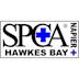 Napier & Hawkes Bay SPCA's avatar